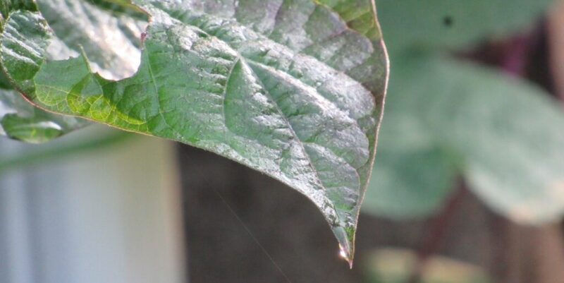 Contemplative Prayer leaf detail