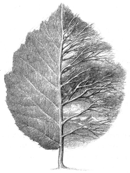 Niggle's Tree