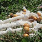Spruce Wood Beads