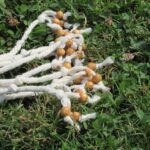 Spruce Wood Beads and knots
