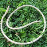 Standard Size Sisal Rope Cilice