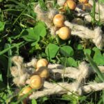 Spruce beads