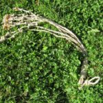 Long 100% Hemp Cat-O'-Nine-Tails