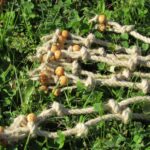 Spruce beads and knots