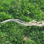 Extra-long Three Dark Days Disciplina