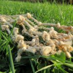 Beaded Sisal Falls